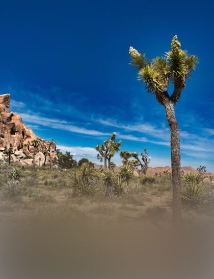 Luminar Mobile: scegli il tuo dispositivo per il foto editing(27)