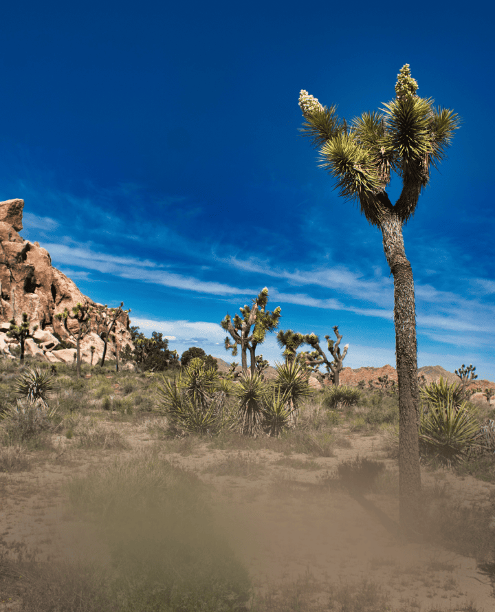 Luminar Mobile：选择您的照片编辑设备(27)