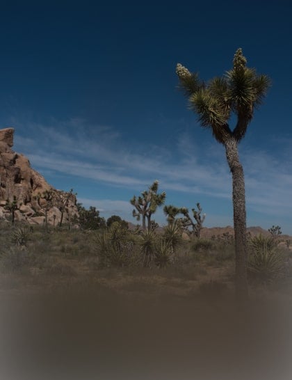 Luminar Mobile: scegli il tuo dispositivo per il foto editing(26)